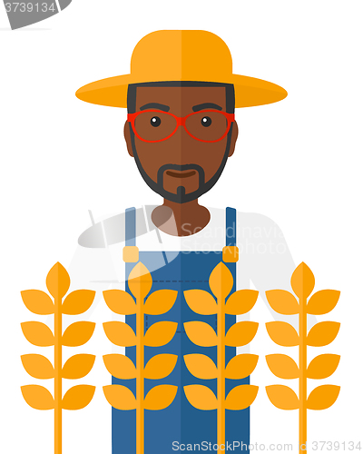 Image of Man in wheat field.