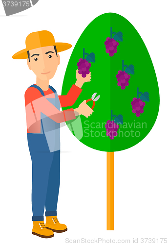 Image of Farmer collecting grapes.