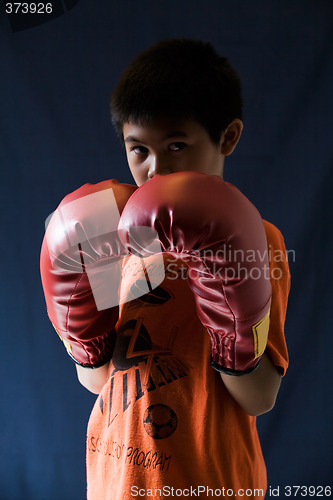 Image of Little boxer