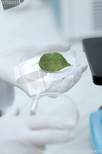 Image of close up of hand with microscope and green leaf