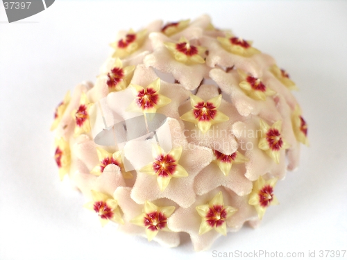 Image of hoya carnosa flowers