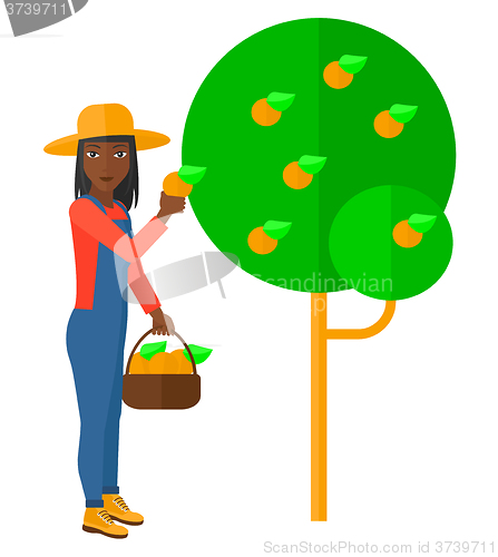 Image of Farmer collecting oranges.