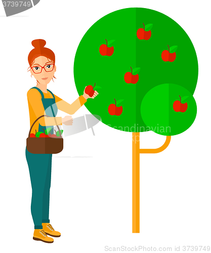 Image of Farmer collecting apples.