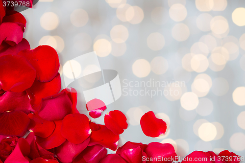 Image of close up of red rose petals with copyspace