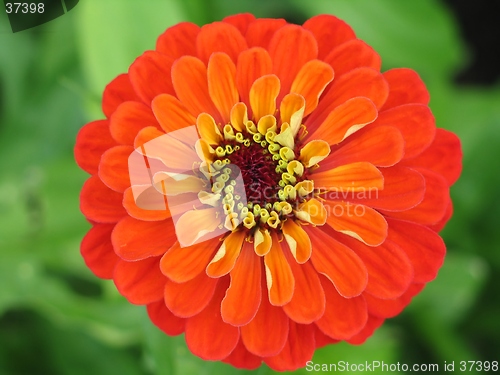 Image of zinnia flower