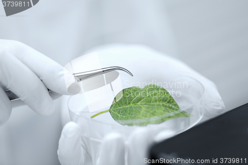 Image of close up of hand with microscope and green leaf