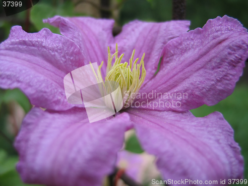 Image of blooming clematis