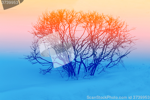 Image of The bushes on the white snow