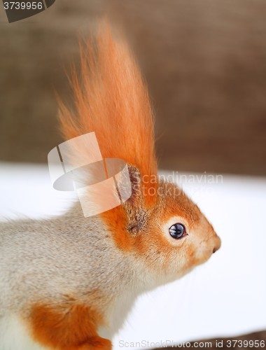 Image of Beautiful portrait of a squirrel