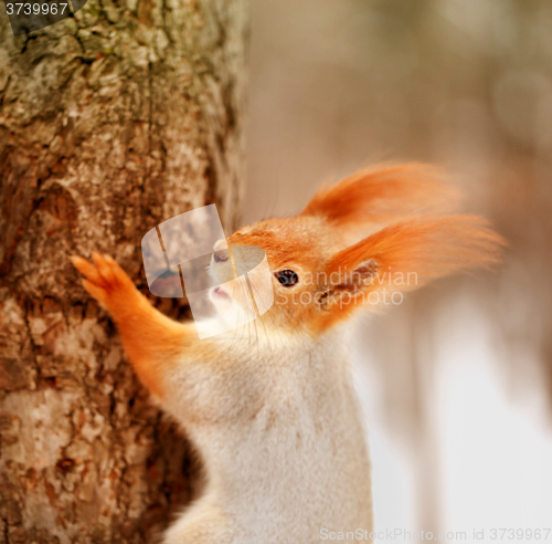 Image of Beautiful portrait of a squirrel