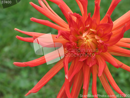 Image of blooming red dahlia