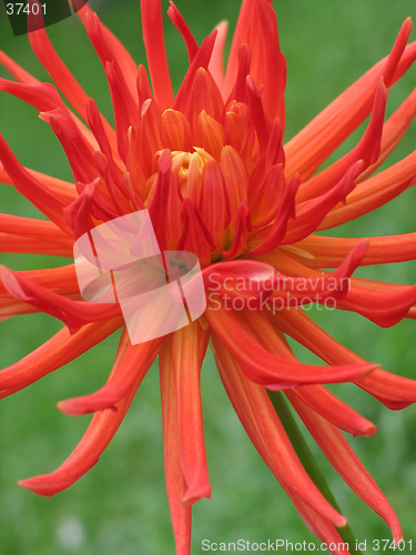 Image of blooming red dahlia