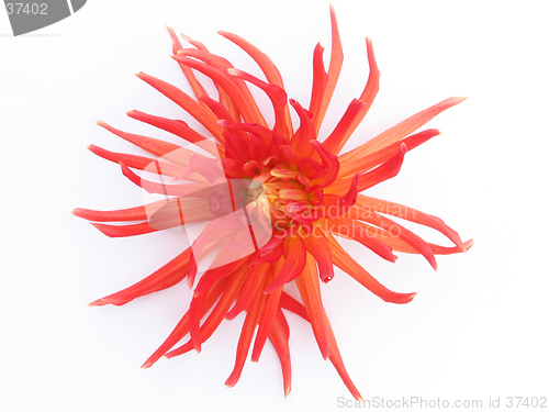 Image of blooming red dahlia