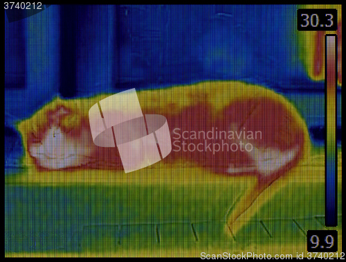 Image of Cat Infrared Image