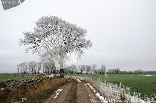 Image of Frosty tree by a country road