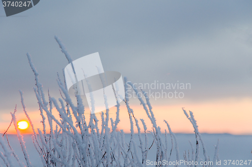 Image of Hoar frost by the setting sun