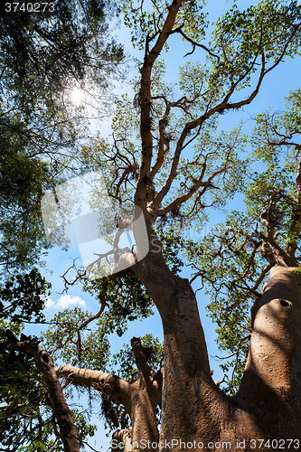 Image of treetop in chobe, Botswana