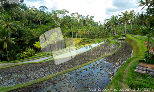 Image of Rice terraced paddy fields in Gunung Kawi