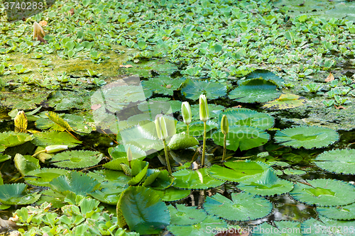 Image of water lily in small pond