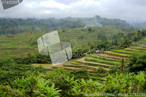 Image of Rice terraced paddy fields