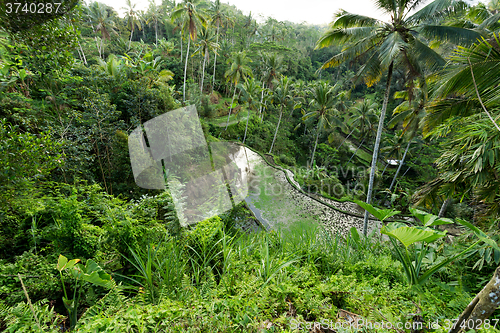 Image of Rice terraced paddy fields in Gunung Kawi