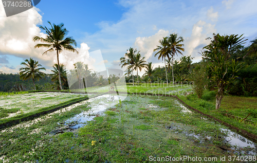 Image of Rice terraced paddy fields