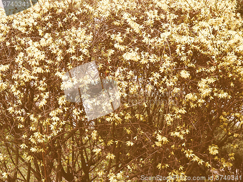 Image of Retro looking Forsythia flowers