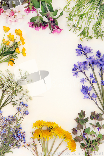 Image of Spring Wild Flower Border