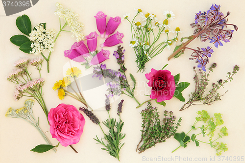 Image of Medicinal Herbs and Flowers