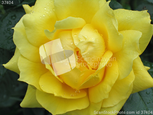 Image of wet yellow rose