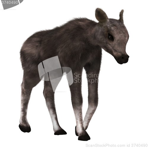 Image of Caribou Calf on White