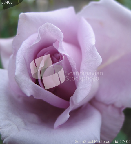 Image of lilac rose