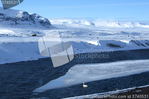 Image of Swan at a frozen lake