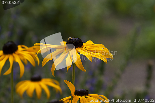 Image of orange coneflower