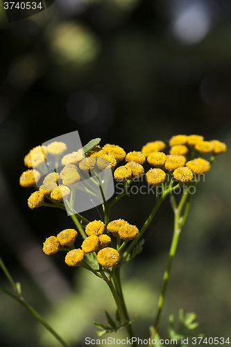 Image of tansy