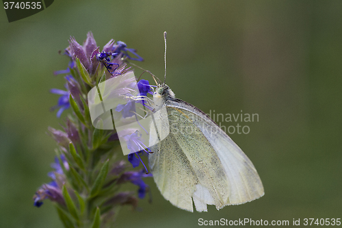 Image of white butterfly