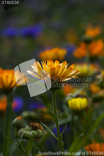 Image of pot marigold