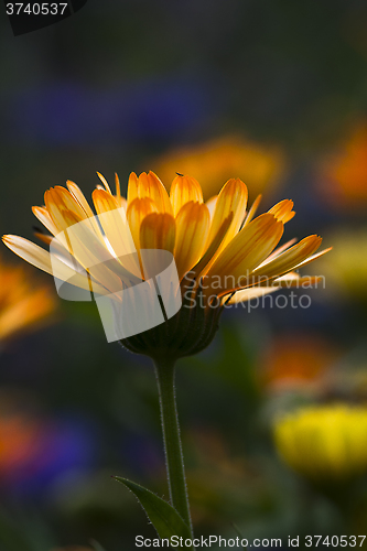 Image of marigold