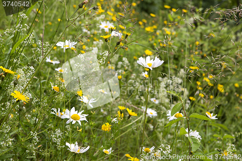 Image of Wildflower meadow