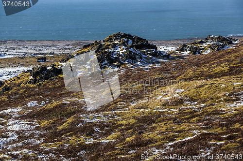 Image of Wide lens capture of growing moss in Iceland