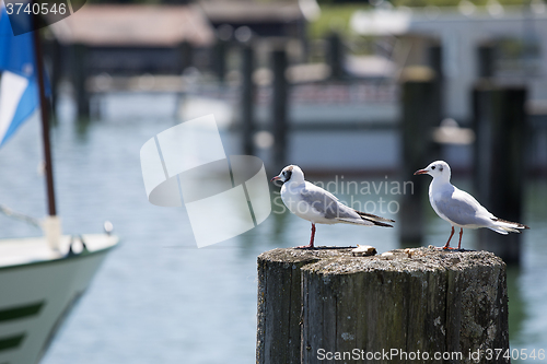 Image of Sea gulls sitting at a pier