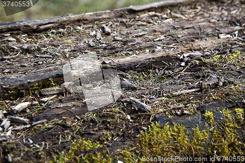 Image of Surface of a felled tree