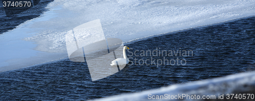 Image of Swan at a frozen lake