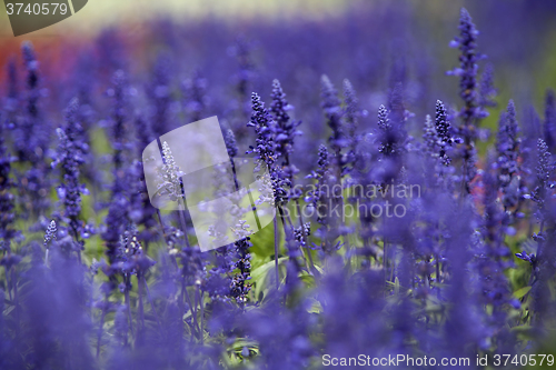 Image of Field of purple Salvia