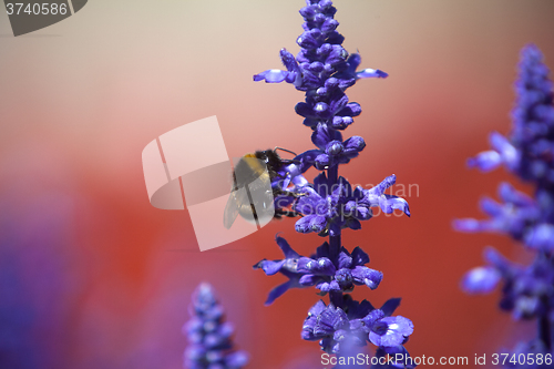 Image of Closeup of a bumblebee in a field of purple salvia