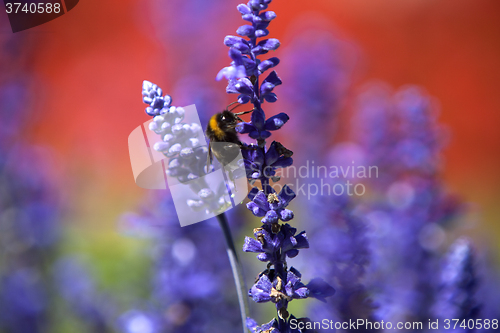 Image of Closeup of a bumblebee in a field of purple salvia