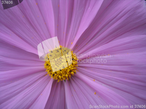 Image of blooming lilac flower