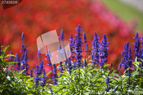 Image of Field of purple Salvia