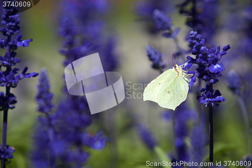 Image of Closeup of a butterfly in a field of purple salvia