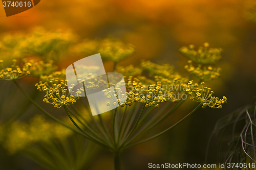 Image of dill